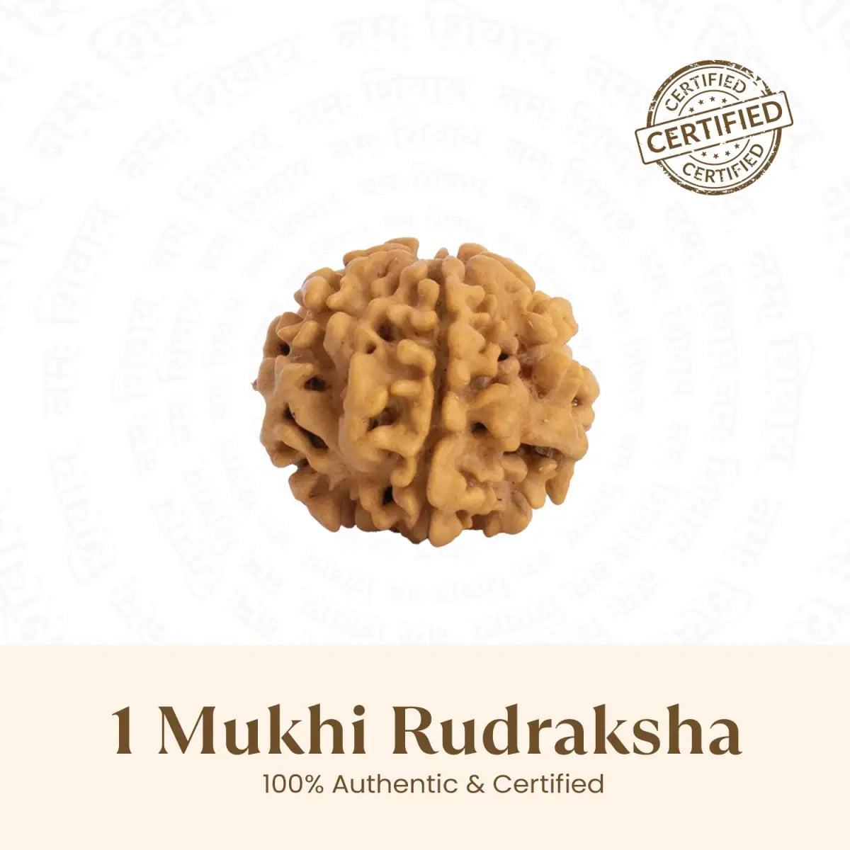 1 Mukhi Rudraksha