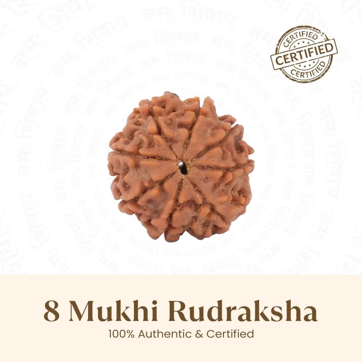 8 Mukhi Rudraksha