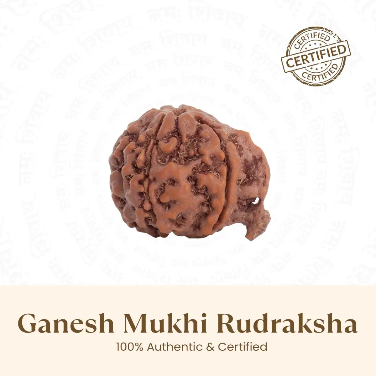 Ganesh Rudraksha