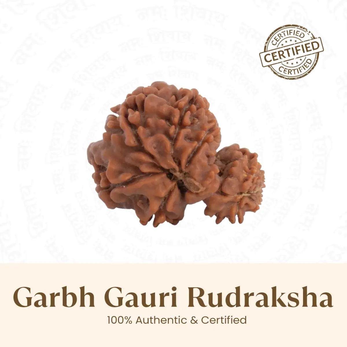 Gauri Garbh Rudraksha