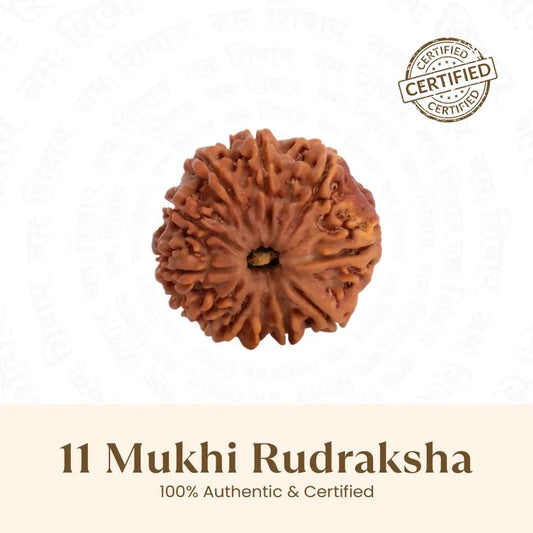 11 Mukhi Rudraksha