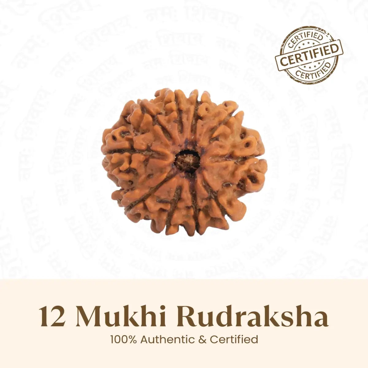 12 Mukhi Rudraksha
