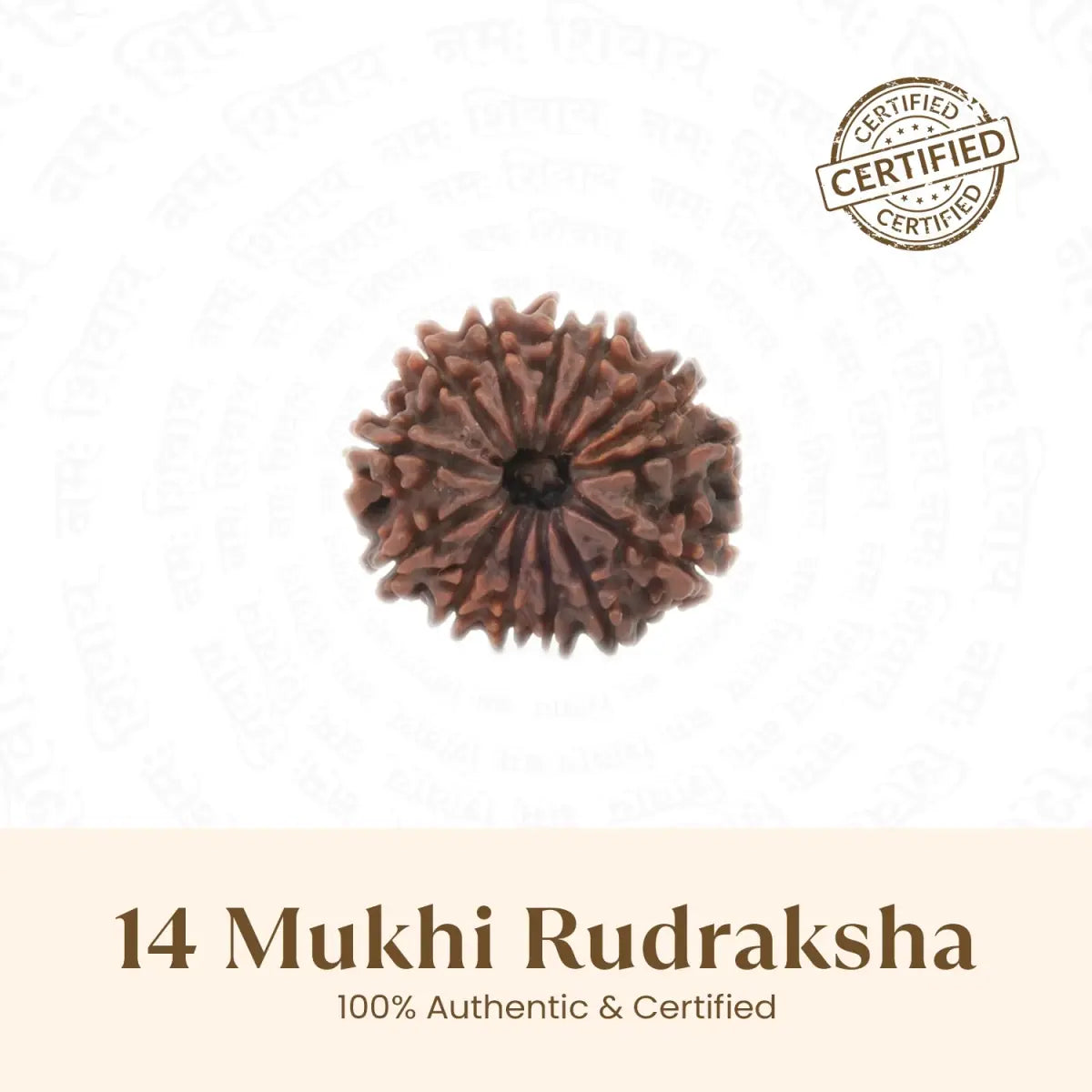 14 Mukhi Rudraksha