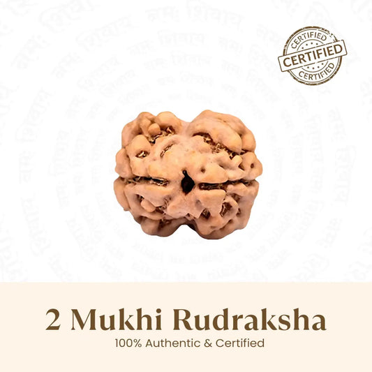 2 Mukhi Rudraksha