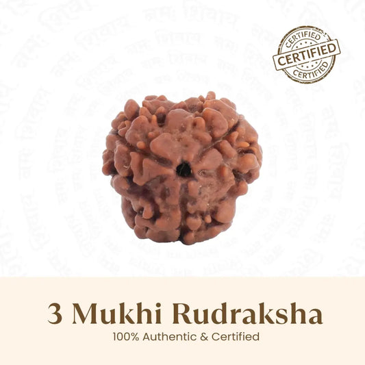 3 Mukhi Rudraksha