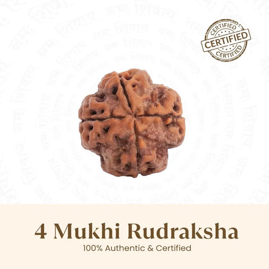 4 Mukhi Rudraksha