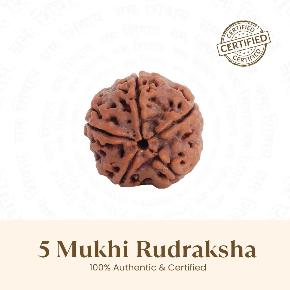 5 Mukhi Rudraksha
