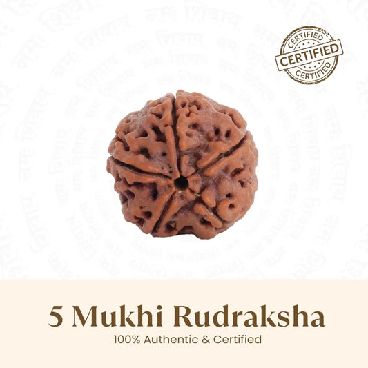 5 Mukhi Rudraksha