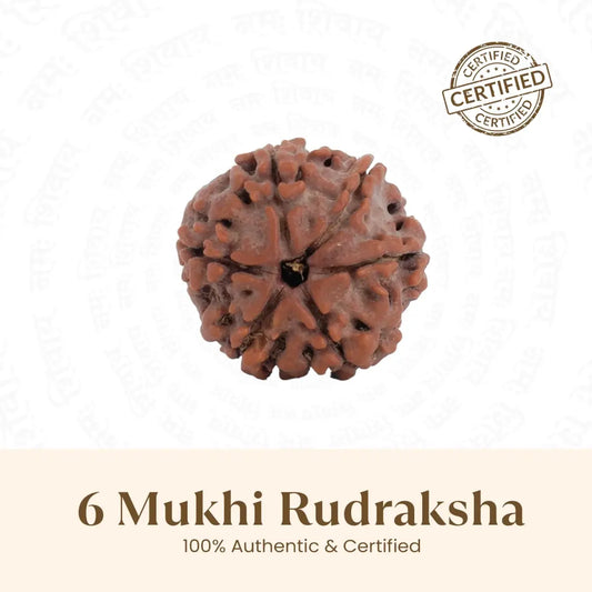 6 Mukhi Rudraksha