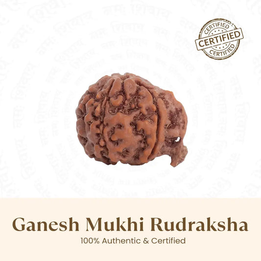 Ganesh Rudraksha