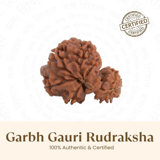 Gauri Garbh Rudraksha