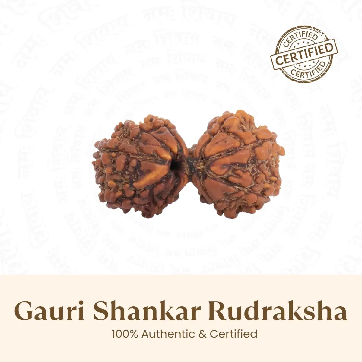 Gauri Shankar Rudraksha